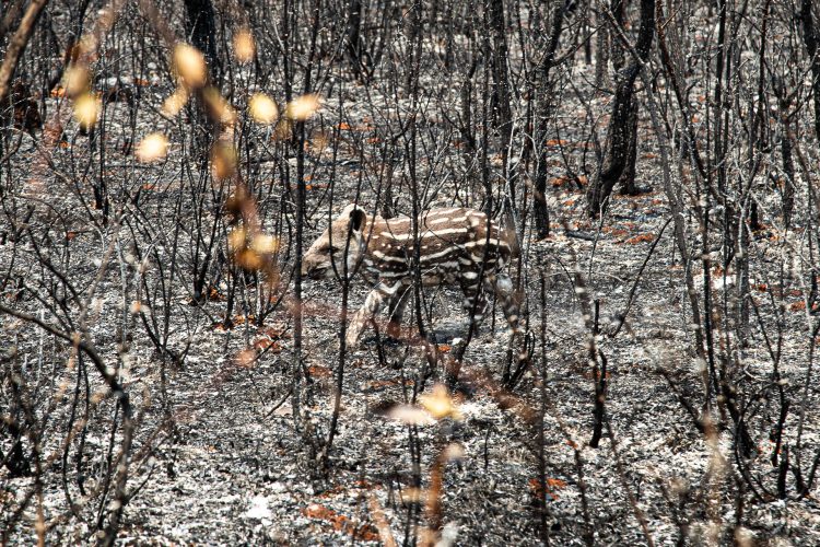 Inceêndio no Parque Nacional de Brasília em 2024