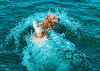 Mar lindo pra cachorro