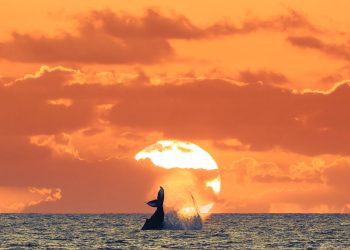 Materialização do Divino