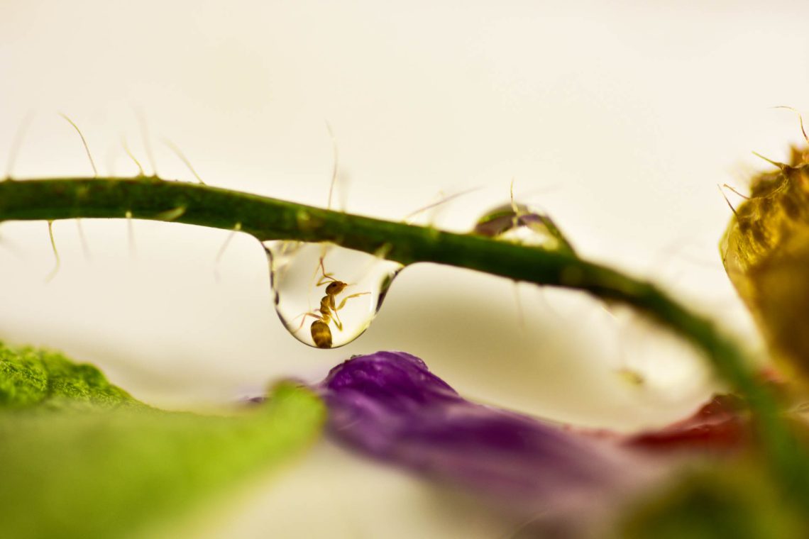 1,5°C. Sobreviveremos?