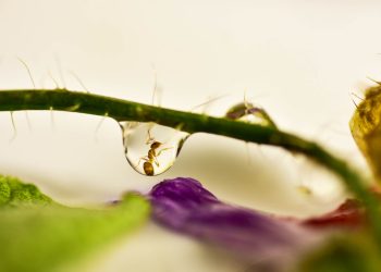 1,5°C. Sobreviveremos?