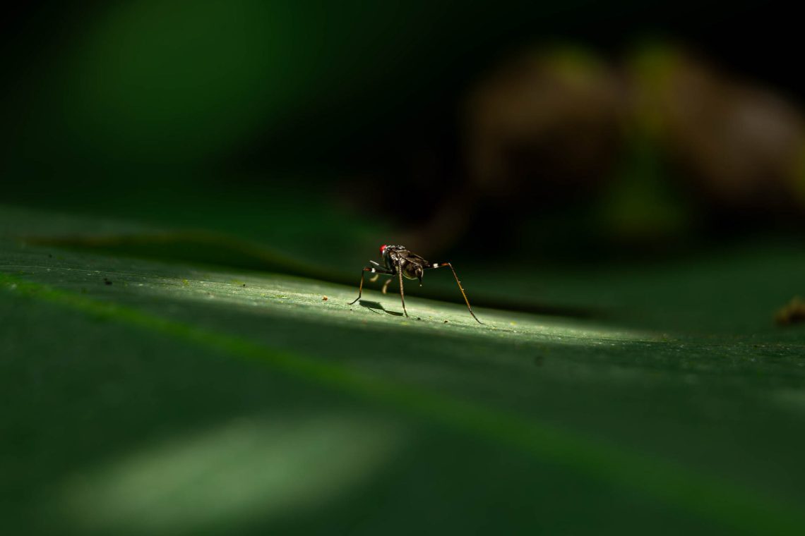 A natureza é o palco e o espetáculo