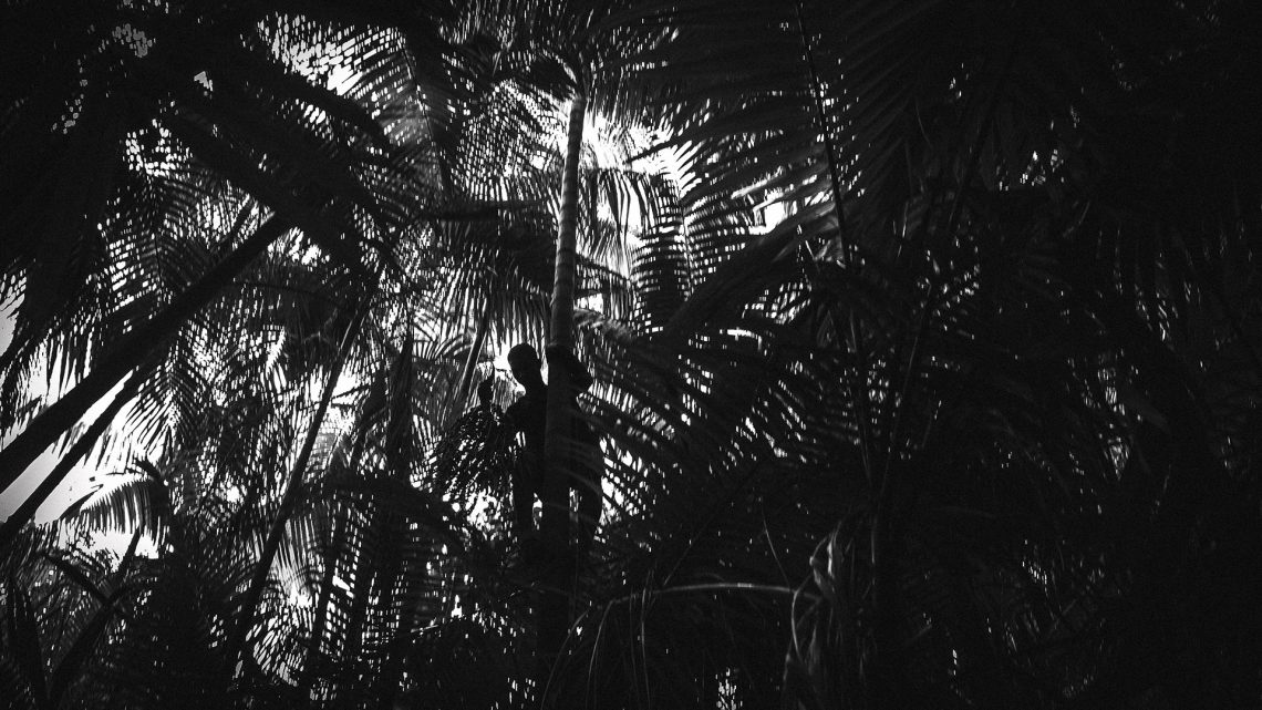 Juçara em Território Akroá Gamella