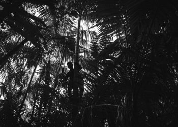 Juçara em Território Akroá Gamella