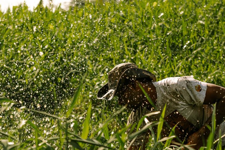 Memórias de resistência - Um registro do projeto de Desobstrução do Rio Inhomirim realizado por pescadores e catadores de caranguejo da Associação de Caranguejeiros Amigos do Mangue.