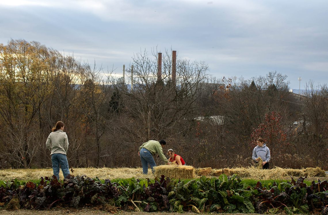 Dilmun Hill: Fazenda estudantil