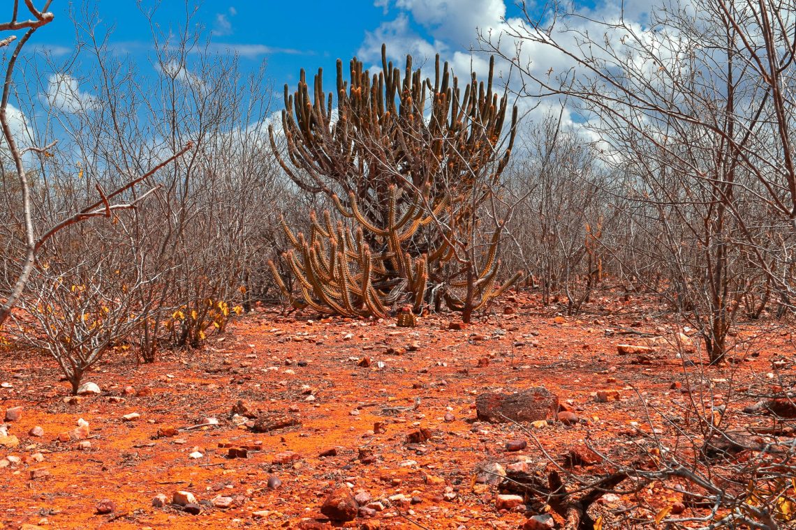 Vegetação da Caatinga