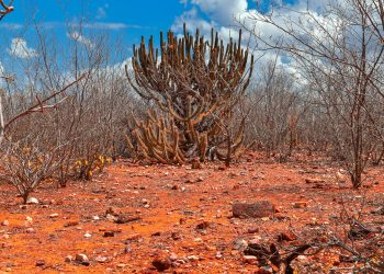Vegetação da Caatinga