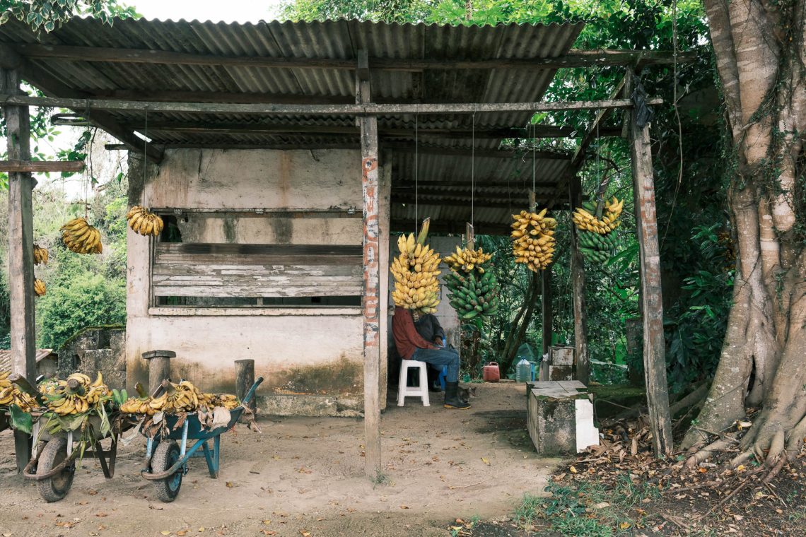 Descanso entre Bananas