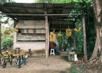 Descanso entre Bananas