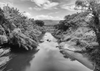 Mata Atlântica – Habitar