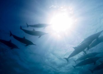 Dreamland | Fernando de Noronha