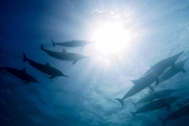 Golfinhos flutuando no céu.