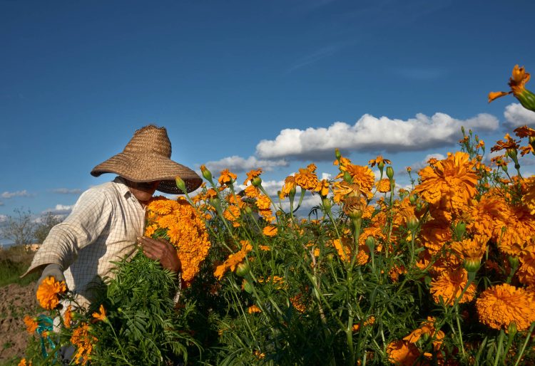 Corte de cempasúchil con sombrero
Un hombre sostiene un ramo de cempasuchil( flor de dia de muertos) en su mano izquierda mientras continua cortando las flores para concluir la jornada laboral.