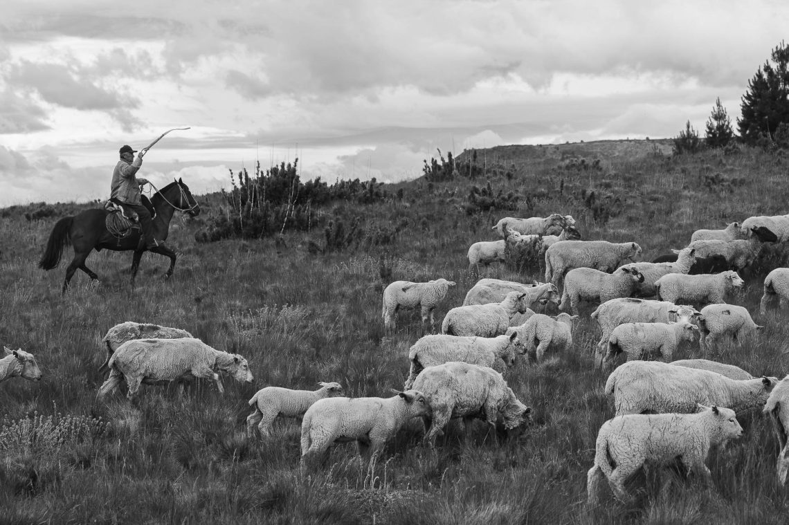 Pewenche Transhumance