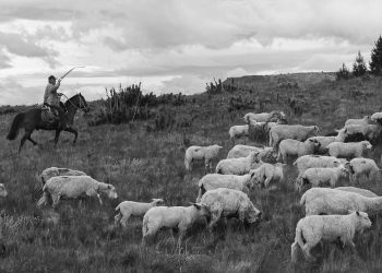 Pewenche Transhumance