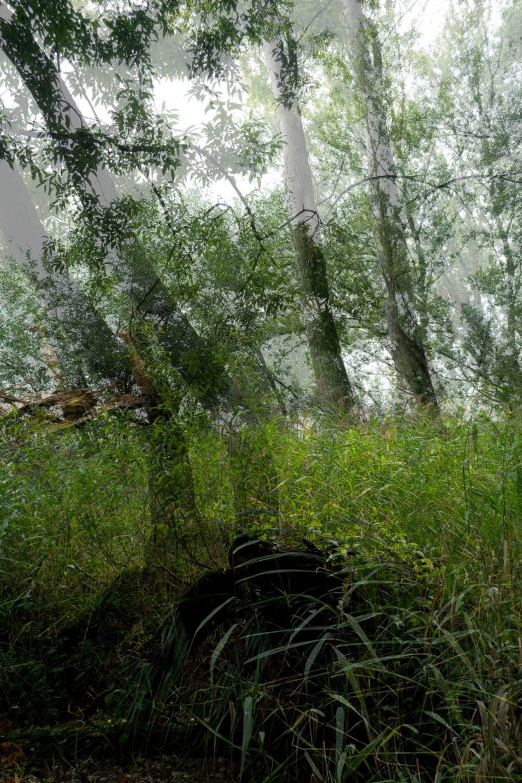 Forest - Metamorphosis