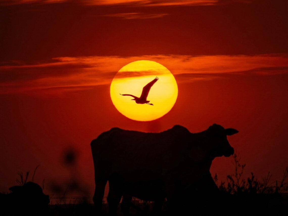 A Linha do Equador do Coração