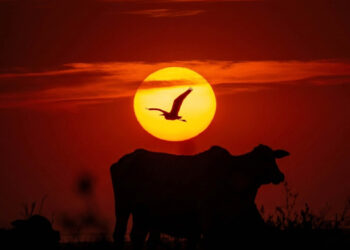 A Linha do Equador do Coração