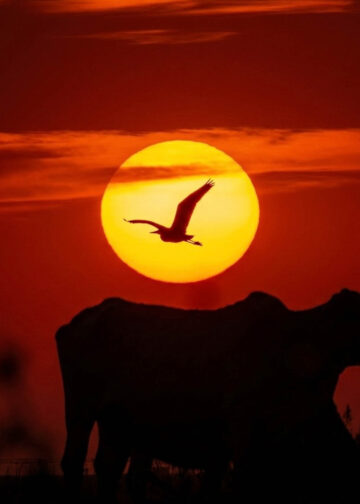 A Linha do Equador do Coração